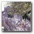 Silverart-wszystkie prawa zastrze�one